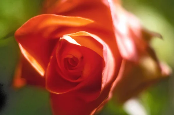 Nieostre Płatki Róż Stonowane Lekkie Serce Bokeh Tło Abstrakcyjne Nieostre — Zdjęcie stockowe
