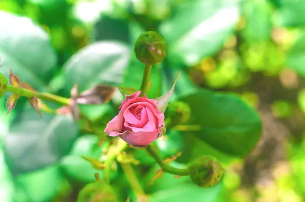 Nieodkryte Pąki Róż Nowe Pąki Róż Mały Pączek Kwitnącego Kwiatu — Zdjęcie stockowe