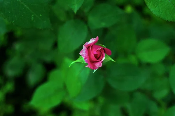 Keşfedilmemiş Gül Tomurcukları Yeni Gül Tomurcukları Çiçek Açan Küçük Bir — Stok fotoğraf