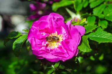 Pembe bir gülün üzerindeki arı, Çiçeğin üzerindeki arı, Yaklaş
