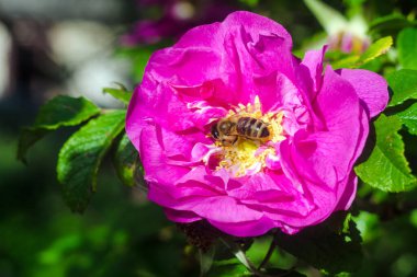 Pembe bir gülün üzerindeki arı, Çiçeğin üzerindeki arı, Yaklaş