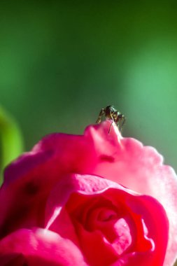 Odaklanmamış bir çiçeğin üzerindeki böcekler, gülün bulanıklığı, renkli, hafif bokeh, çiçekteki böcekler.