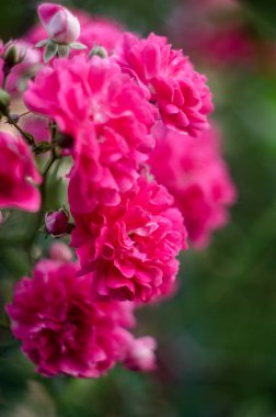 Pembe çiçekli soyut arkaplan gül çalılığı, odaklanma ve bokeh, odaklanmamış bulanık gül tonu, ışık ve kalp bokeh arkaplan, gül çiçekli soyut arkaplan