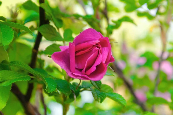 Krzew Róże Kwiat Bliska Różowy Kwiat Róży Róża Gaden — Zdjęcie stockowe