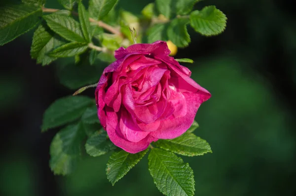 shrub roses flower close up, pink rose flower, rose in gaden