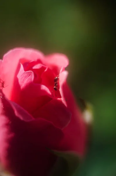 Owady Nieostrym Kwiatku Rozmycie Róży Przyciemnione Lekki Bokeh Owady Kwiatku — Zdjęcie stockowe