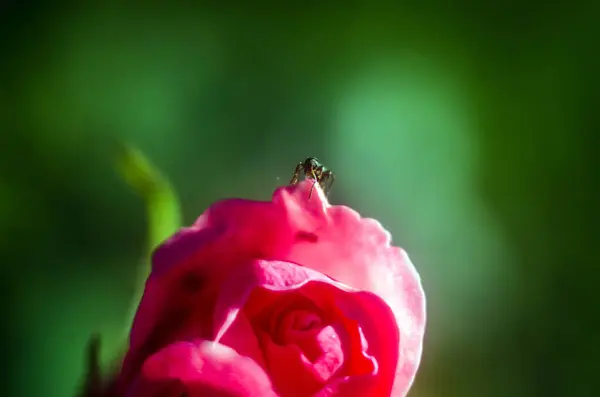 昆虫在不集中的花朵上 玫瑰的模糊 浅浅色 昆虫在花朵上 — 图库照片