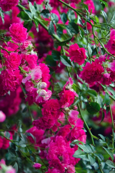 ピンクの花の背景はブッシュをバラの花の背景はブッシュをバラの開花はブッシュをバラ — ストック写真