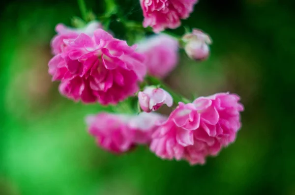 abstract background with pink flowers rose bush, unfocus and bokeh,unfocused blur rose  toned, light and heart bokeh background, abstract background with a rose flower