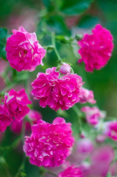 Resumo Fundo Com Flores Rosa Rosa Arbusto Desfoco Bokeh Desfocado — Fotografia de Stock