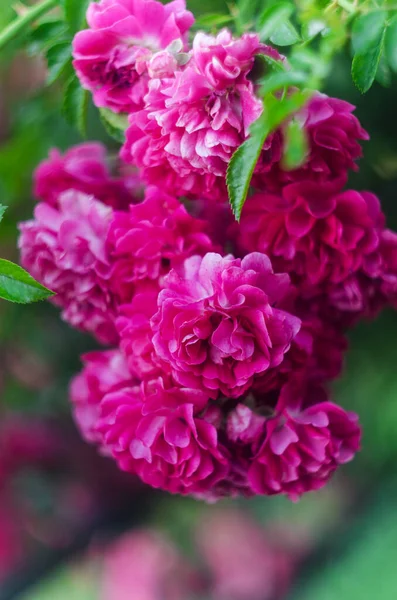 Рожеві Троянди Кущ Саду Рожеві Троянди Кущ Крупним Планом — стокове фото