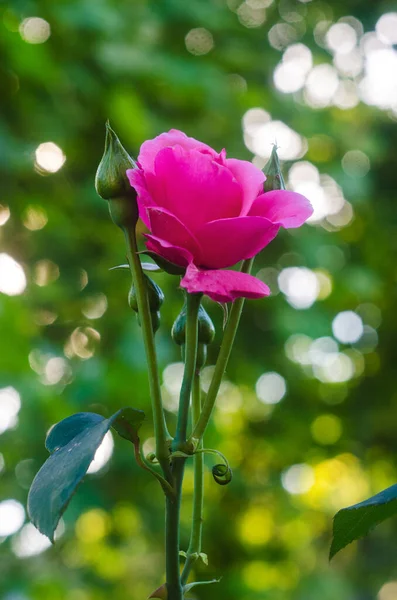 Różowa Róża Ogrodzie Bliska Róża Tło Różowym — Zdjęcie stockowe