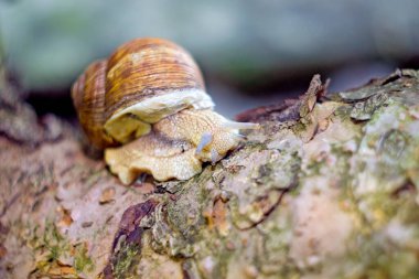 Ağaç gövdesinde salyangoz; salyangoz yakın