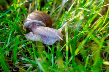 Çimlerde salyangoz, salyangoz yakın