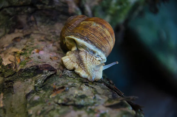 Caracol Tronco Árvore Caracol Perto — Fotografia de Stock