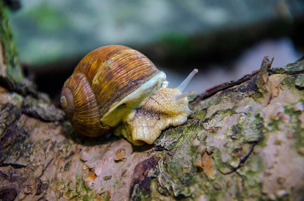 蜗牛在树干上的蜗牛 蜗牛靠近 — 图库照片