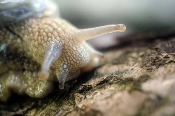 Caracol Tronco Árvore Caracol Perto — Fotografia de Stock