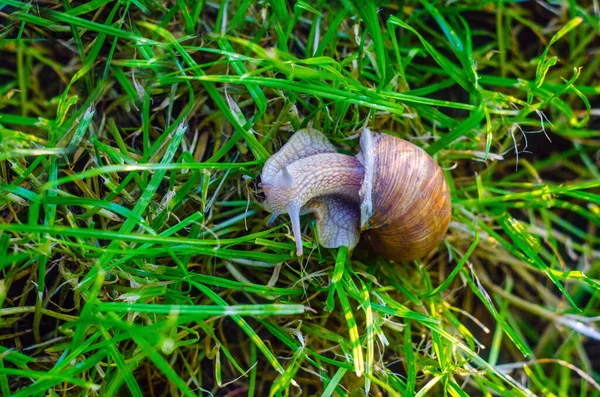 蜗牛爬进草丛中 蜗牛靠近 — 图库照片