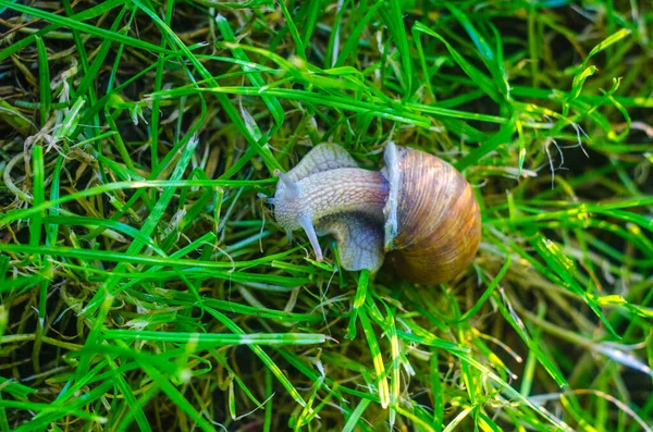 草の中のカタツムリを閉じて — ストック写真