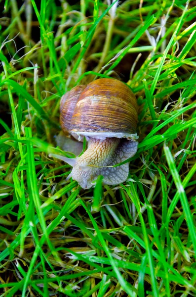 Slak Het Gras Slak Dicht — Stockfoto