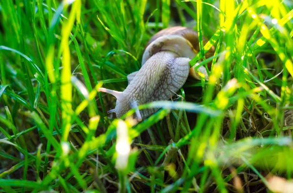 Slak Het Gras Slak Dicht — Stockfoto