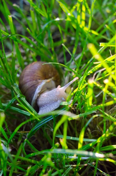 Slak Het Gras Slak Dicht — Stockfoto