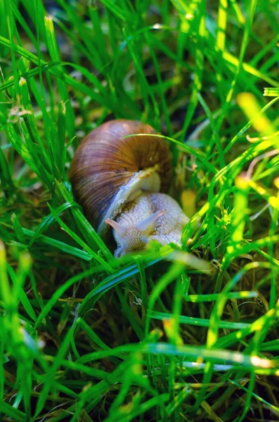 蜗牛爬进草丛中 蜗牛靠近 — 图库照片
