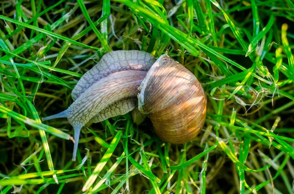 Slak Het Gras Slak Dicht — Stockfoto