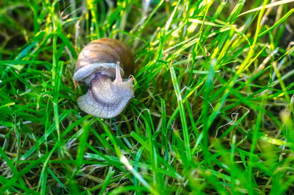 草の中のカタツムリを閉じて — ストック写真