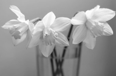 Sarı nergisler, çiçekler, üç sarı nergis, siyah ve beyaz. 