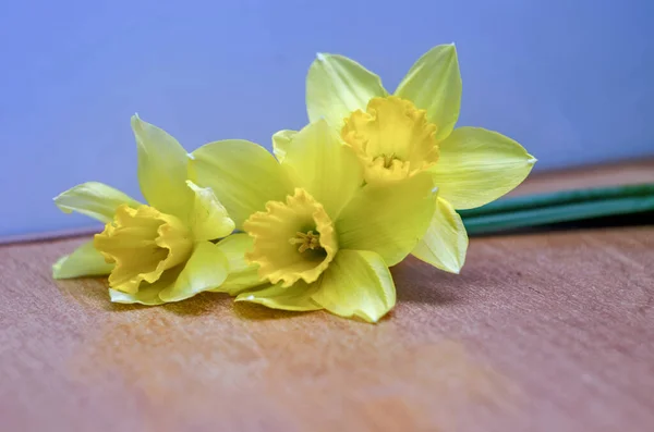 Желтые Нарциссы Цветы Три Желтых Нарцисса Темной Спине — стоковое фото