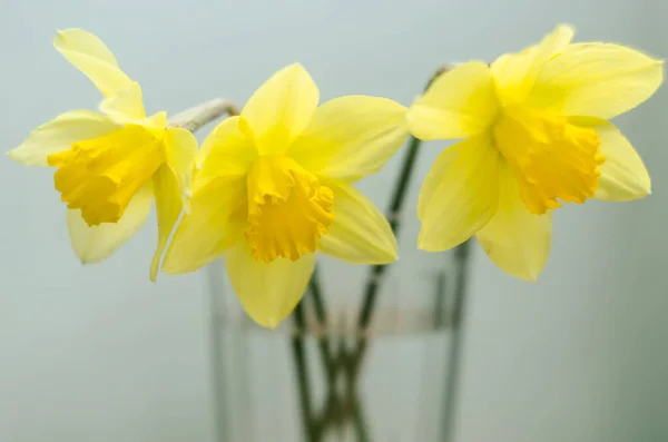 Gele Narcissen Bloemen Gele Narcissen Witte Achtergrond Gele Narcissen Een — Stockfoto