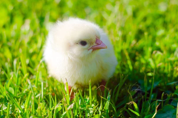 Little Chick Green Grass Little Yellow Chick — Stock Photo, Image