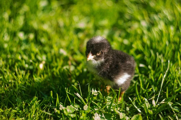Little Chick Green Grass Little Yellow Chick — Stock Photo, Image
