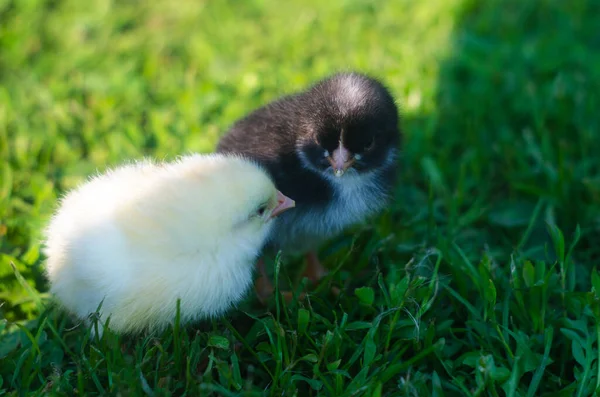 Two Little Chicks Green Grass — Stock Photo, Image