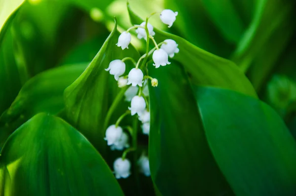 Sfondo Con Giglio Dei Fiori Della Valle Giglio Della Valle — Foto Stock