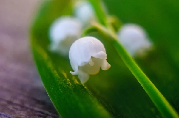 Achtergrond Met Lily Van Vallei Bloemen Lelie Van Vallei Bloemen — Stockfoto