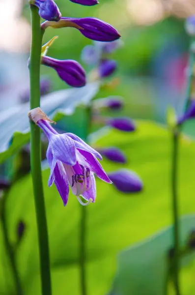 Flor Sino Roxo Com Botões Flor Roxa — Fotografia de Stock