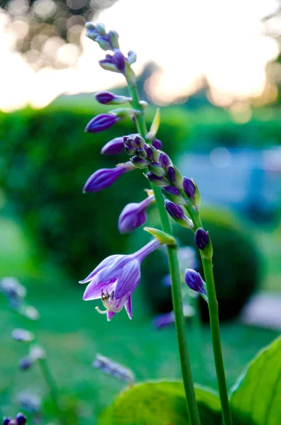 Flor Campana Púrpura Con Brotes Flor Púrpura —  Fotos de Stock