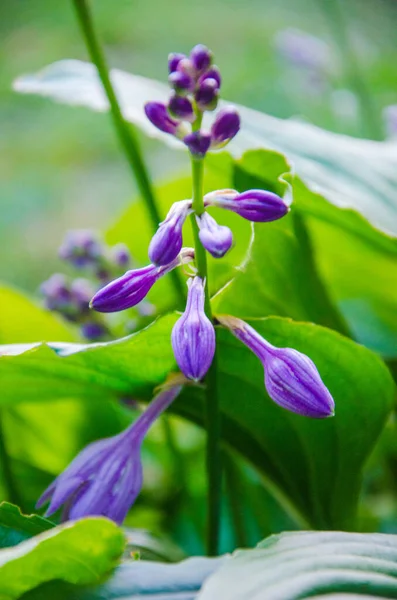 Flor Sino Roxo Com Botões Flor Roxa — Fotografia de Stock