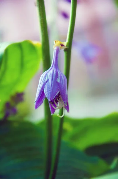 Paarse Bel Bloem Achtergrond Met Paarse Bloem — Stockfoto