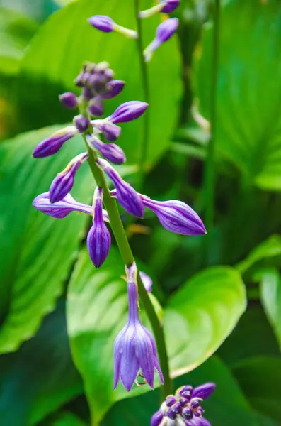 Flor Campana Púrpura Con Brotes Flor Púrpura — Foto de Stock