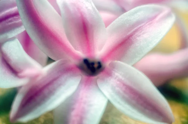 Fundo Com Flores Jacinto Rosa Perto — Fotografia de Stock