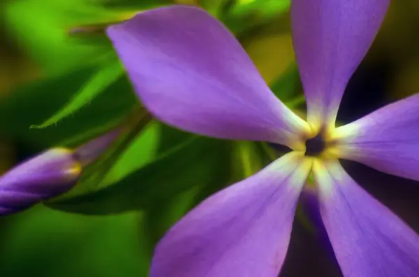 紫花近缘 背生紫花 — 图库照片