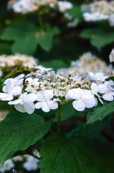 Viburum çiçekleri, yeşil yapraklardan oluşan arka planda viburum çiçekleri.