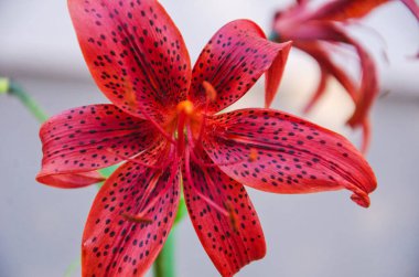 kestane rengi zambak yakından, bordo zambak