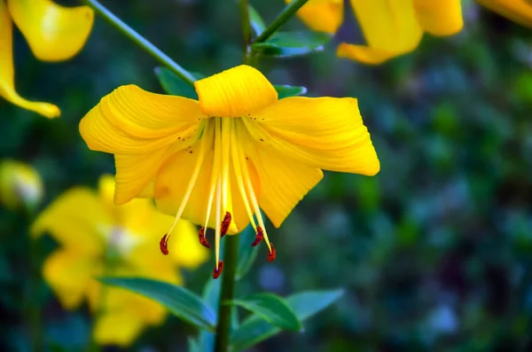 黄色百合花靠拢 黄色百合花 — 图库照片