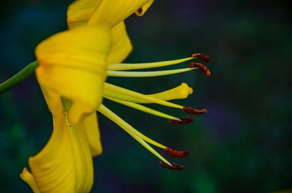 黄色百合花靠拢 黄色百合花 — 图库照片
