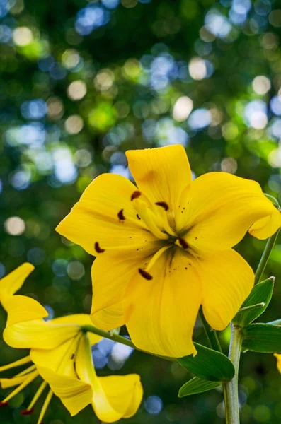 黄色のユリの花が閉じて黄色のユリ — ストック写真