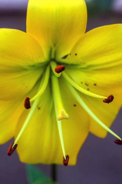 Yellow Lily Flower Close Yellow Lily — Stock Photo, Image